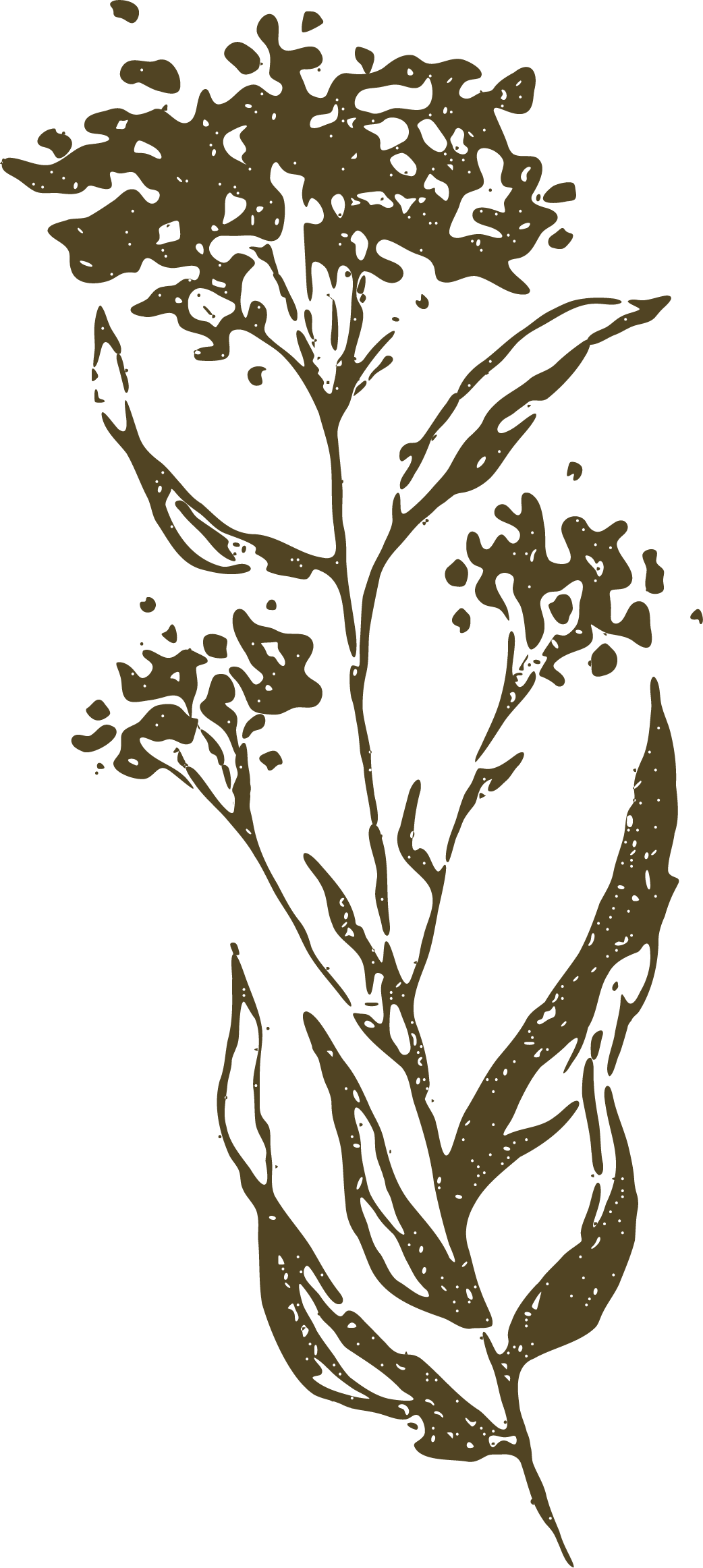 Southwestern plant decoration